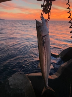 サゴシの釣果