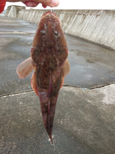 コチの釣果