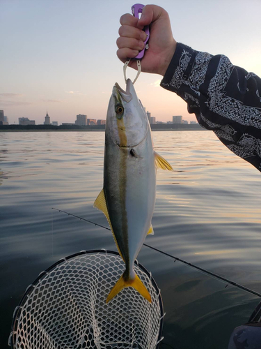 イナダの釣果