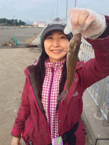 アナハゼの釣果