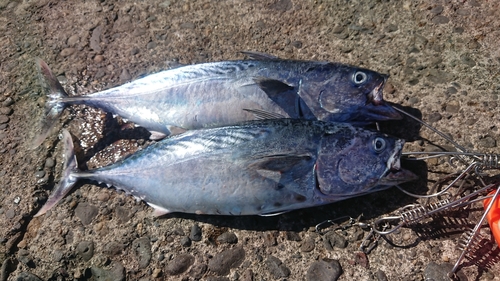 スマの釣果