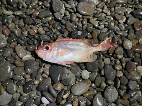 キントキダイの釣果