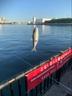 サバの釣果