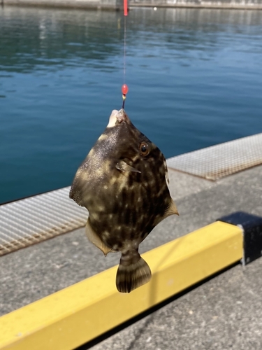 カワハギの釣果