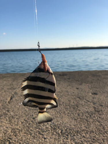 イシダイの釣果