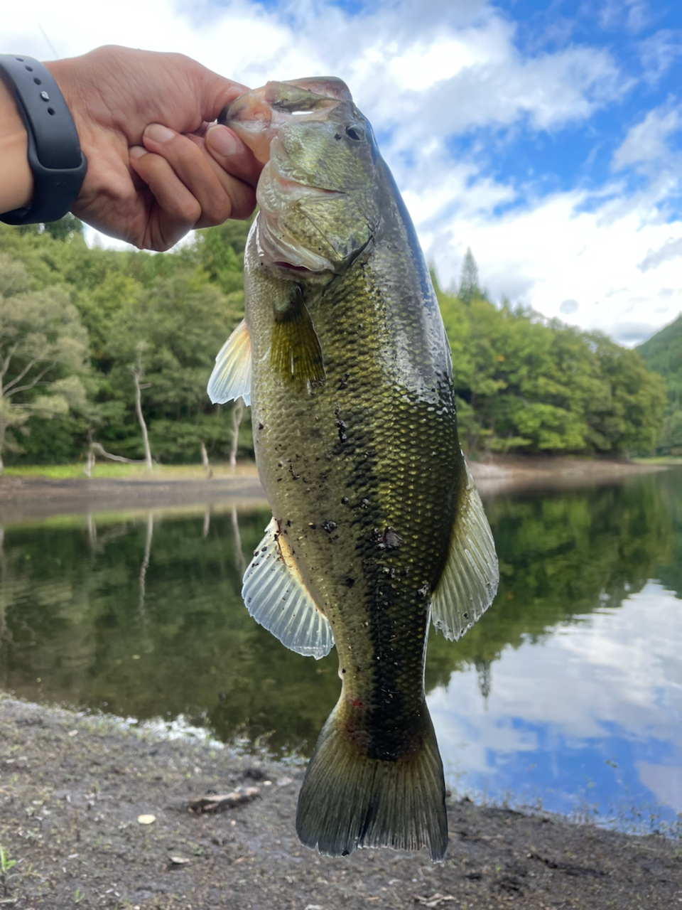 ブラックバス