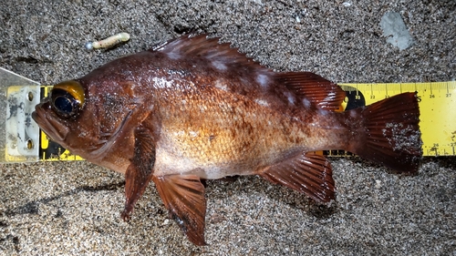 メバルの釣果