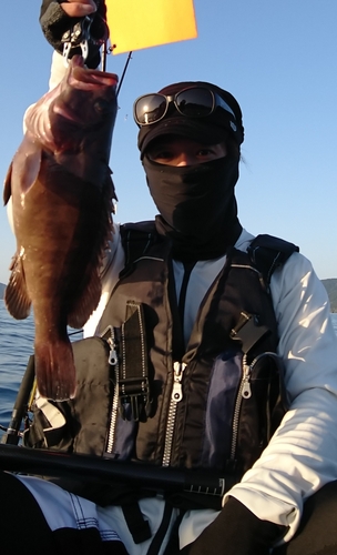 マハタの釣果