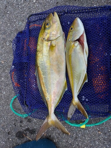 ショッコの釣果