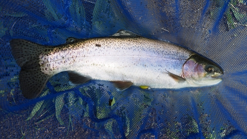 ニジマスの釣果