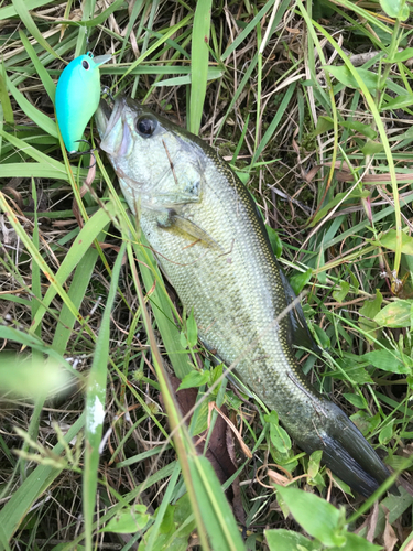 ラージマウスバスの釣果