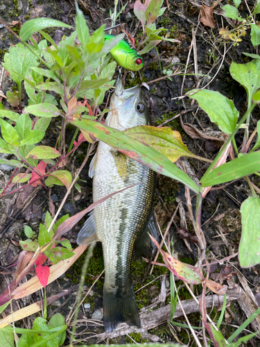 ブラックバスの釣果