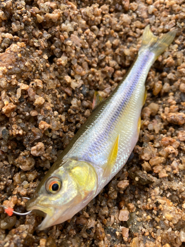 カワムツの釣果