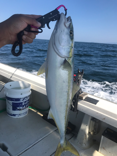 ハマチの釣果