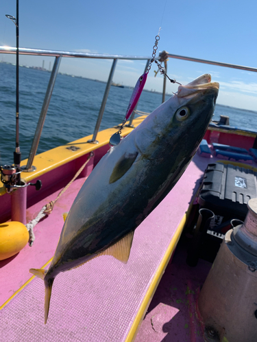 イナダの釣果