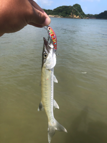 カマスの釣果