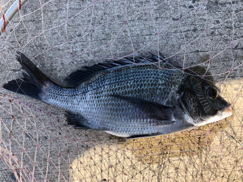 メイタの釣果