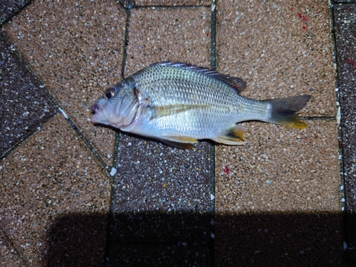 キビレの釣果