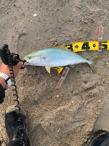 イナダの釣果