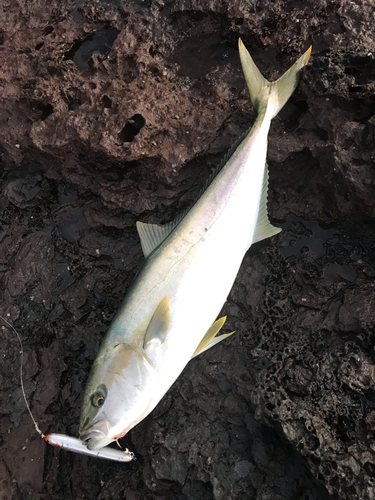 ヒラマサの釣果