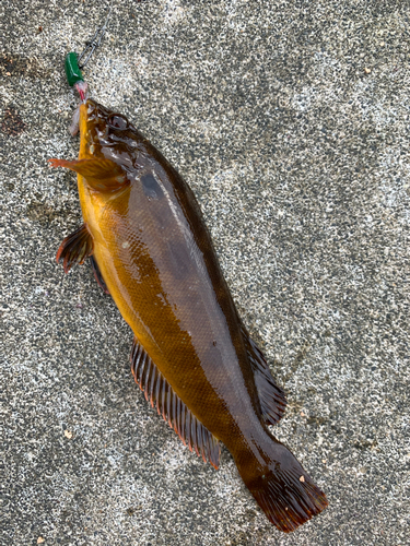 アイナメの釣果