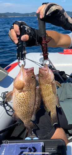 オオモンハタの釣果