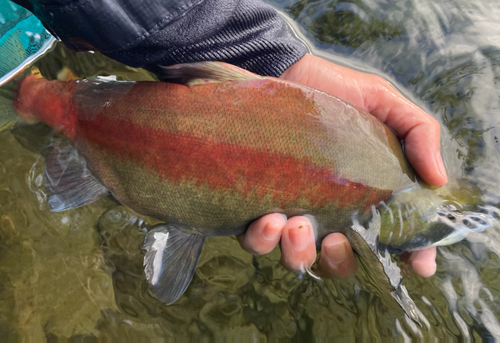 ヒメマスの釣果