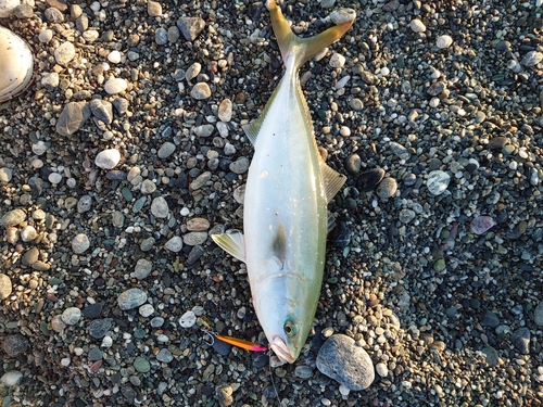 ワカナゴの釣果