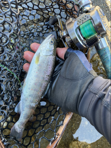 アマゴの釣果