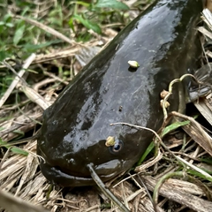 ナマズの釣果