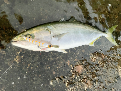 イナダの釣果