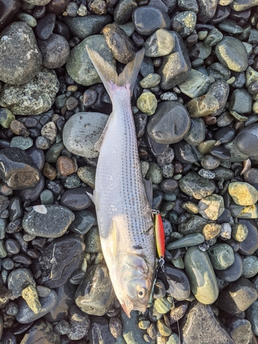 コノシロの釣果