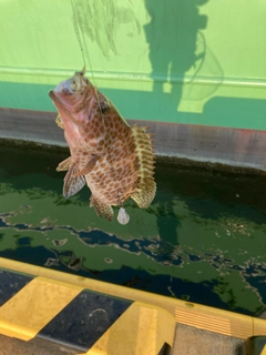 オオモンハタの釣果