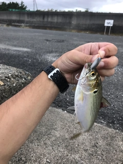 コノシロの釣果