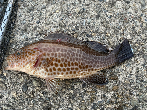 オオモンハタの釣果