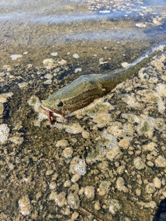 ライギョの釣果