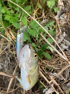 ハスの釣果