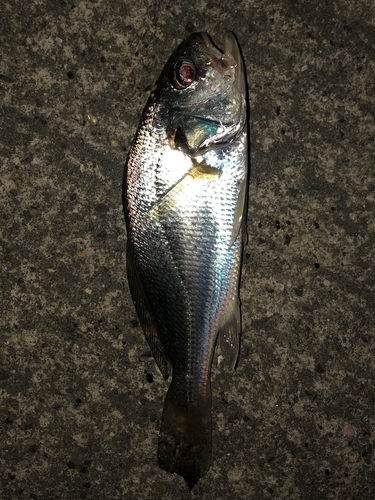 イシモチの釣果