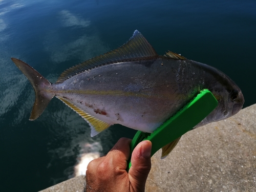 カンパチの釣果