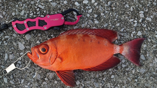 ホウセキキントキの釣果