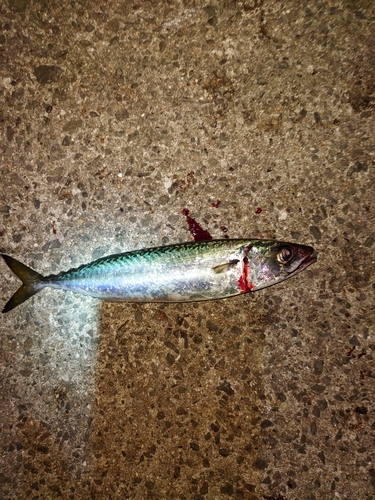 サバの釣果