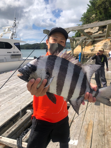 イシダイの釣果