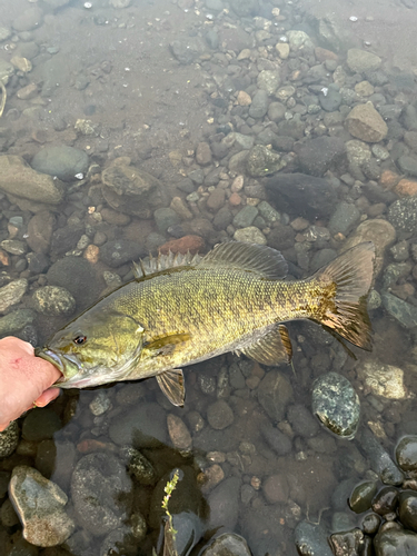 スモールマウスバスの釣果