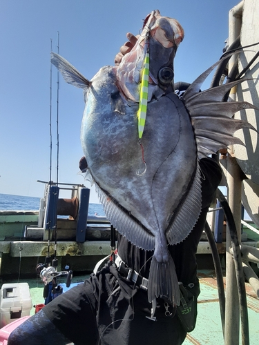 カガミダイの釣果