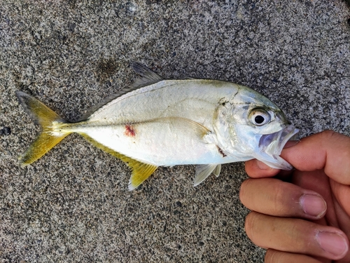 メッキの釣果