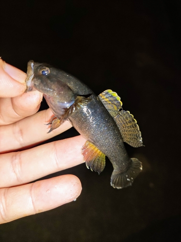 ハゼの釣果