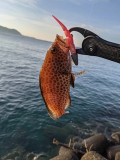 オオモンハタの釣果