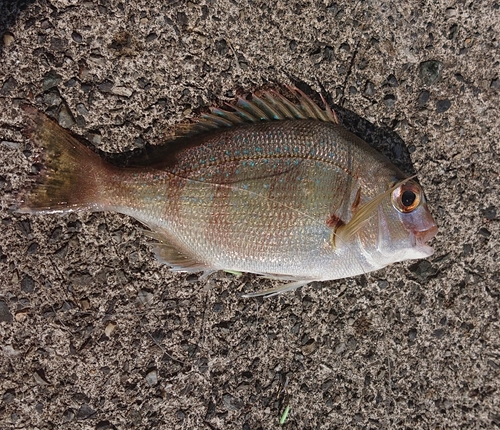 チャリコの釣果