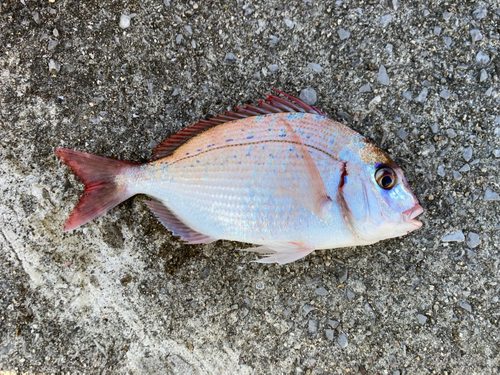 タイの釣果