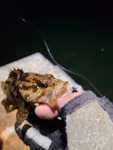 タケノコメバルの釣果